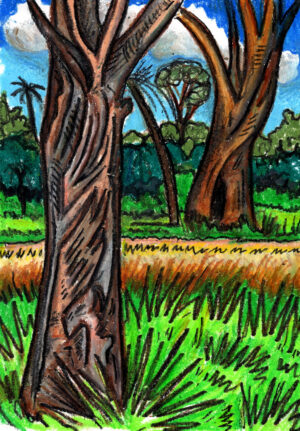 Bosque dos Eucaliptos